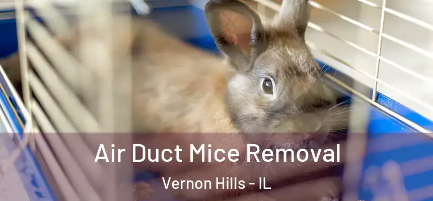  Air Duct Mice Removal Vernon Hills - IL